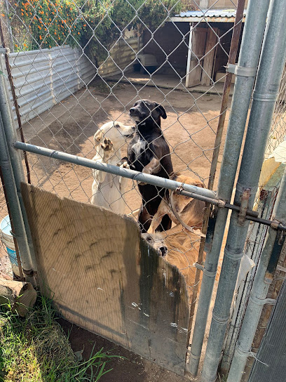 Refugio Monty ( refugio de perritos)