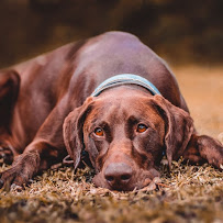 Paws & Wellies - Photo 3 - Car repair in , Lowell