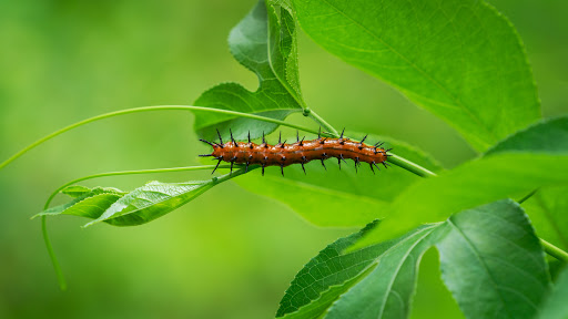 Nature Preserve «Glendale Shoals Preserve», reviews and photos, Emma Cudd Rd, Spartanburg, SC 29302, USA