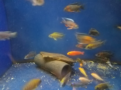 Pet Store «Movie Vault & PETropoliS live», reviews and photos, 1296 Anderson City Rd, Lawrenceburg, KY 40342, USA