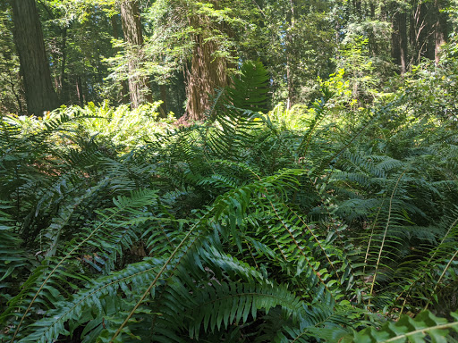 Nature Preserve «LandPaths Grove of Old Trees», reviews and photos, 17599 Fitzpatrick Ln, Occidental, CA 95465, USA