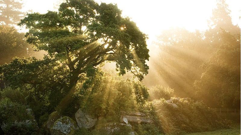 The Jeremiah Tree 30215