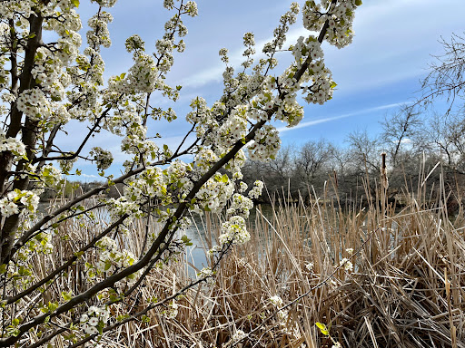 Nature Preserve «Wilson Springs Ponds», reviews and photos, 3209-3507 S Powerline Rd, Nampa, ID 83686, USA