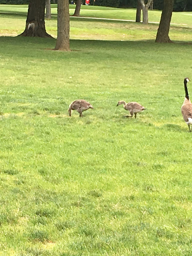 Golf Course «Airport Golf Course», reviews and photos, 900 N Hamilton Rd, Columbus, OH 43219, USA