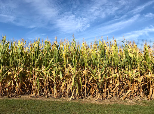 Orchard «Barton Orchards - Noxon Road Store Open Year Round - The Farm is CLOSED for the Season.», reviews and photos, 63 Apple Tree Ln, Poughquag, NY 12570, USA