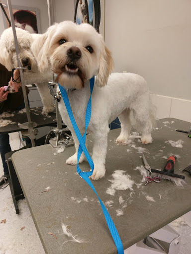 Pet Supply Store «Petco Animal Supplies», reviews and photos, 4012 W 27th Ave, Kennewick, WA 99337, USA