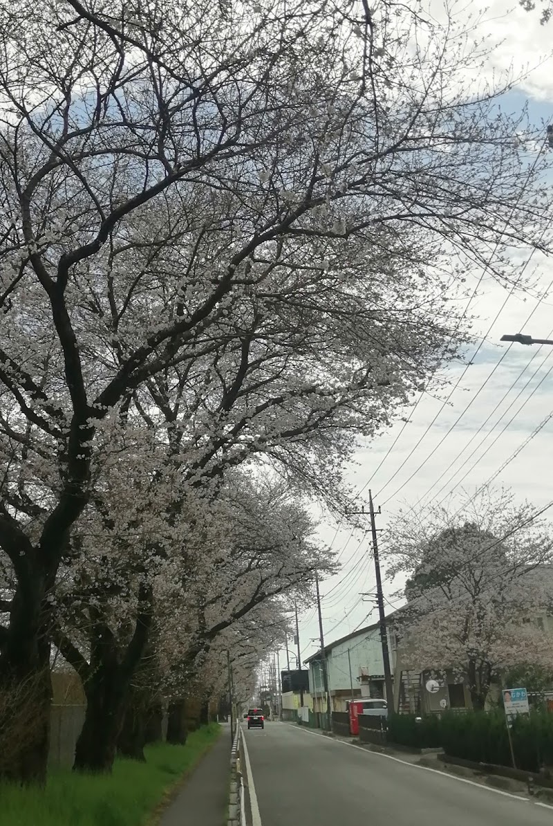 新磯桜並木