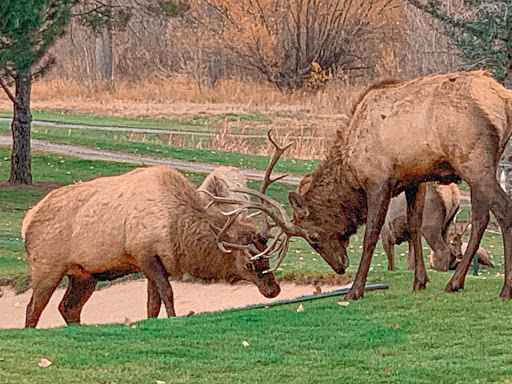 Golf Course «Mariana Butte Golf Course», reviews and photos, 701 Clubhouse Dr, Loveland, CO 80537, USA
