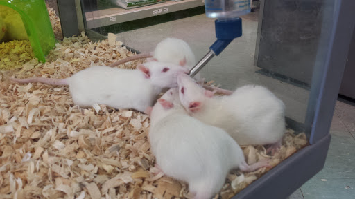 Pet Store «Petland», reviews and photos, 2123 Old Hudson Rd, St Paul, MN 55119, USA