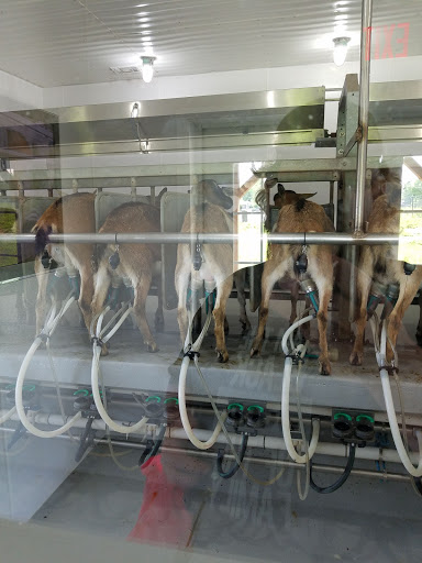 Farm «Goat Milk Stuff», reviews and photos, 76 S Lake Rd N, Scottsburg, IN 47170, USA