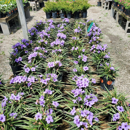 Plant Nursery «HOUSTON PLANTS & GARDEN WORLD», reviews and photos, 16726 North Fwy, Houston, TX 77090, USA