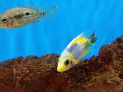 Pet Supply Store «Petco Animal Supplies», reviews and photos, 189 Old Country Rd, Carle Place, NY 11514, USA