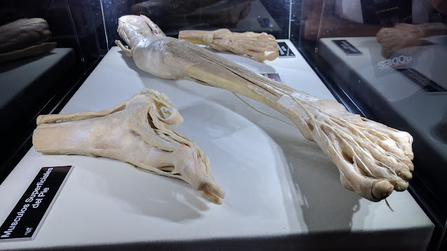 Bodies Cuerpos Humanos Reales Exhibición - La Serena
