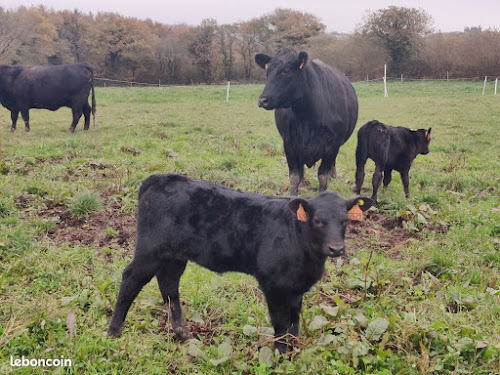 les-angus-de-kerlouet.fr à Plourac'h