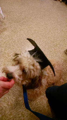 Pet Supply Store «PetSmart», reviews and photos, 263 Midway Blvd, Elyria, OH 44035, USA