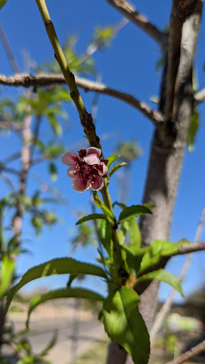 Park «Daley Park», reviews and photos, 1625 S College Ave, Tempe, AZ 85281, USA