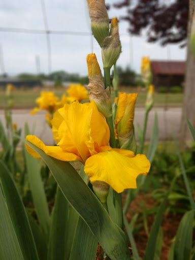 Park «Heritage Park», reviews and photos, 99 Lake Dow Rd, McDonough, GA 30252, USA