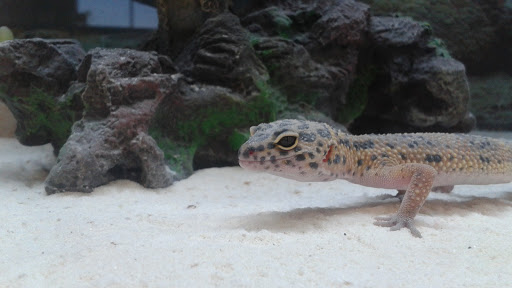 Pet Supply Store «Petco Animal Supplies», reviews and photos, 2955 Cobb Pkwy SE #410, Atlanta, GA 30339, USA