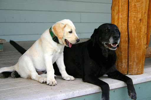 Queen Anne Animal Clinic