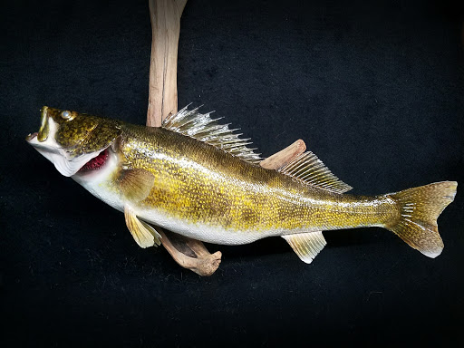 Taxidermist «HighPoint Taxidermy And Outfutters», reviews and photos, 14860 OH-13, Thornville, OH 43076, USA