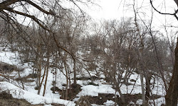 Red Butte Canyon Research Natural Area