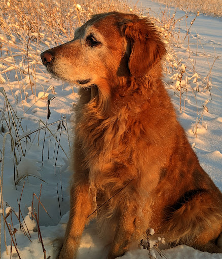 Goldmount Veterinary Center