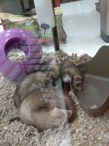 Pet Supply Store «Petco Animal Supplies», reviews and photos, 51 Middlesex Turnpike, Burlington, MA 01803, USA