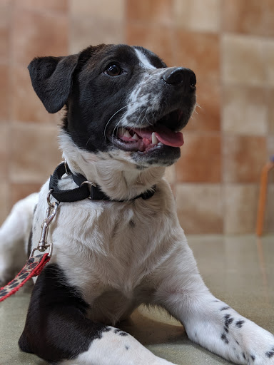 Pet Supply Store «PetSmart», reviews and photos, 160 Washington St #701, Rochester, NH 03839, USA