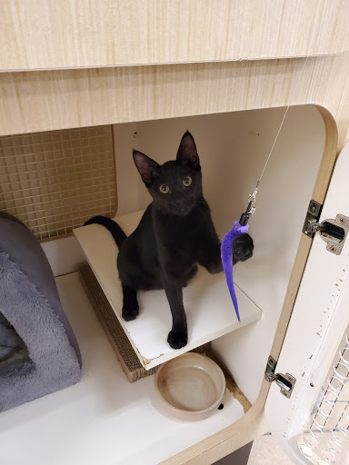 Pet Supply Store «Petco Animal Supplies», reviews and photos, 1121 5th St, Miami Beach, FL 33139, USA