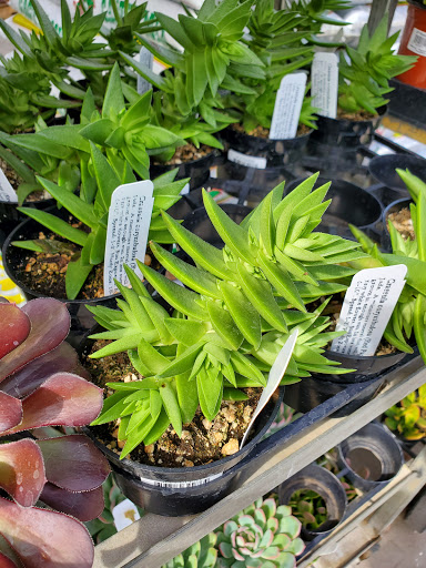 Gift Shop «Blue Hills Nursery & Gift Shop», reviews and photos, 16440 Whittier Blvd, Whittier, CA 90603, USA