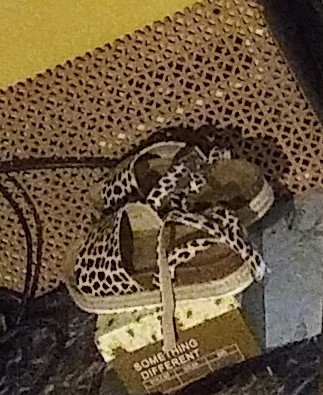 Shoe Store «Shoe Factory Inc», reviews and photos, 7000 Castor Ave, Philadelphia, PA 19149, USA