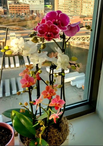 Florist «Veroniques Floral, Ltd.», reviews and photos, 1162 N LaSalle Dr, Chicago, IL 60610, USA