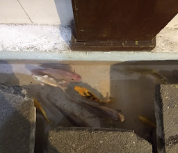 Nuevo Restaurante Tokyo photo