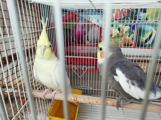 The Pets Corner Setup