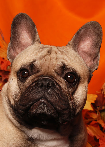 Pet Supply Store «Pet X Supplies & Tack», reviews and photos, 132 W Highland Rd Suite 101, Howell, MI 48843, USA