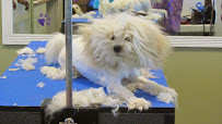 Paws Appeal Grooming and Doggy Day Care - Photo 2 - Car repair in Lake Elsinore, CA, Murrieta