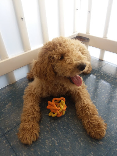 Pet Store «Puppies Plus LLC», reviews and photos, 6405 S Virginia St # 1, Reno, NV 89511, USA