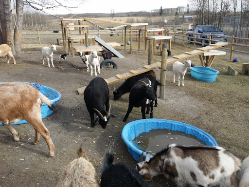 Yamnuska Wolfdog Sanctuary