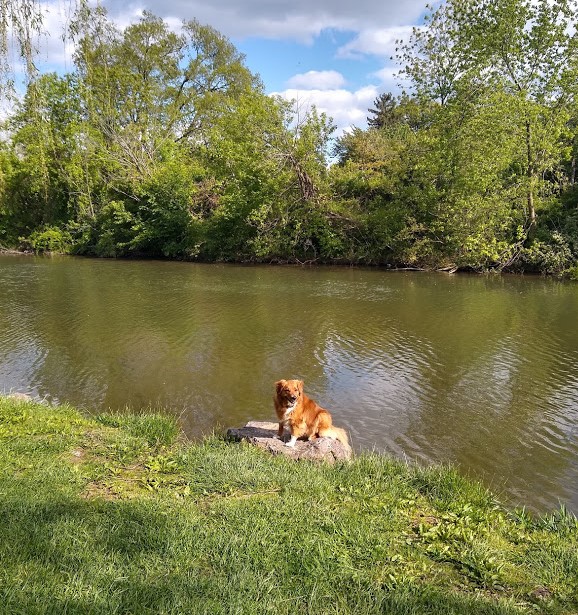 Muttamorphosis Dog Training