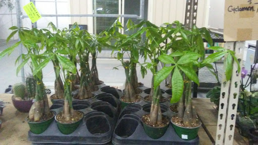 Florist «Portland Flower Market», reviews and photos, 3624 N Leverman St, Portland, OR 97217, USA