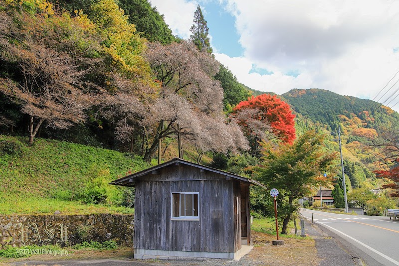 神代四季桜