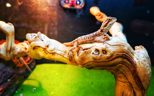 Pet Supply Store «PetSmart», reviews and photos, 3780 Riverchase Village #300, Hoover, AL 35244, USA