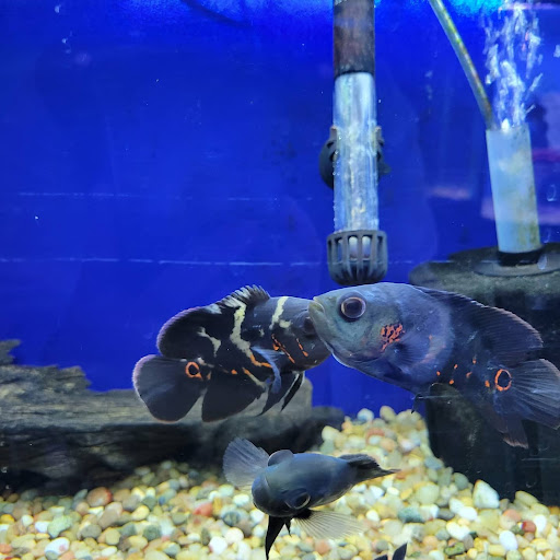 Pet Store «Coral Reef Pet Center», reviews and photos, 7723 W Lawrence Ave, Norridge, IL 60706, USA