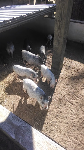 Ranch «Giraffe Ranch», reviews and photos, 38650 Mickler Rd, Dade City, FL 33523, USA