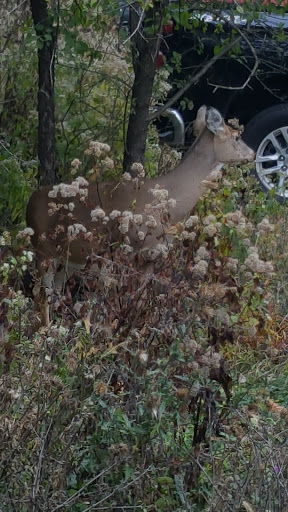Golf Course «Indian Boundary Golf Course», reviews and photos, 8600 W Forest Preserve Ave, Chicago, IL 60634, USA