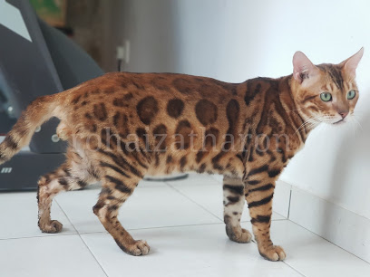 Rohaizatharon Bengal Cat