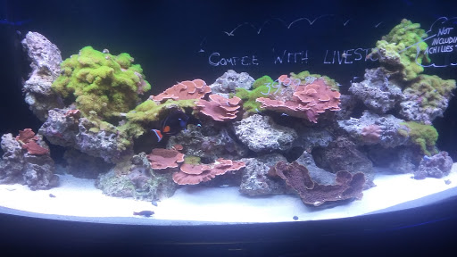 Tropical Fish Store «Saltwater Paradise», reviews and photos, 1313 W Airport Fwy, Irving, TX 75062, USA