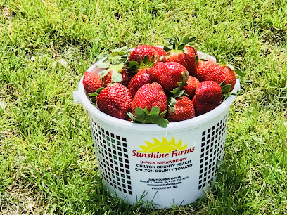 Sunshine Farms Upick Strawberry Field