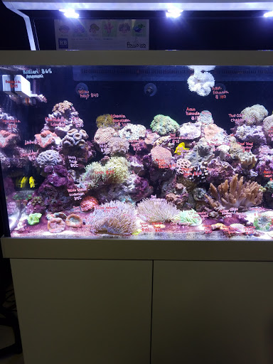 Pet Supply Store «Monster Aquarium Inc.», reviews and photos, 131-08 40 Rd, Flushing, NY 11354, USA