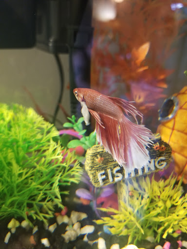 Gift Shop «Asia Gifts & Aquarium», reviews and photos, 763 S 38th St, Tacoma, WA 98418, USA